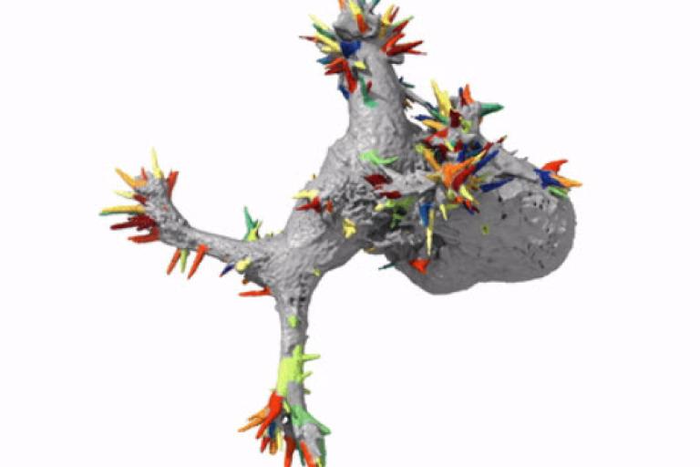 Automatic detection of morphological motifs