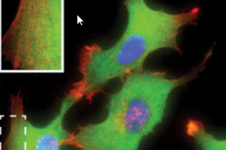 Schafer et. al, 2016, Figure 4b