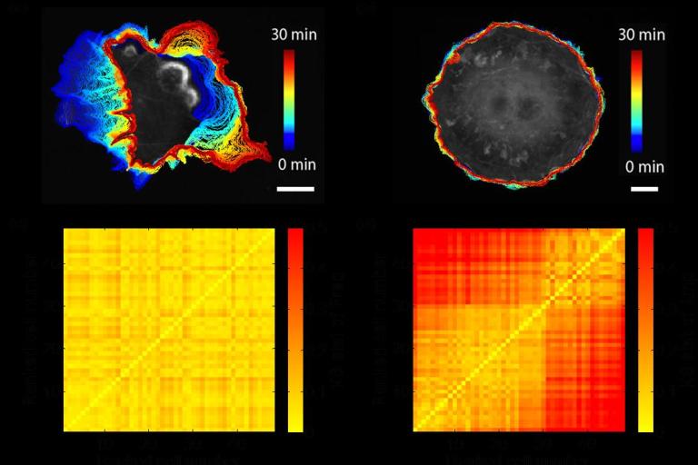 Fibroblast-like cells with different