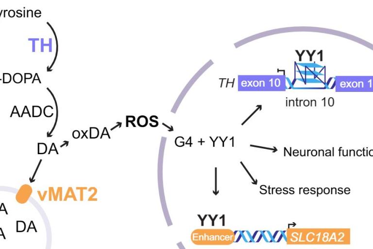 Yin Yang 1 and guanine quadruplexes protect dopaminergic neurons from cellular stress via transmissive dormancy