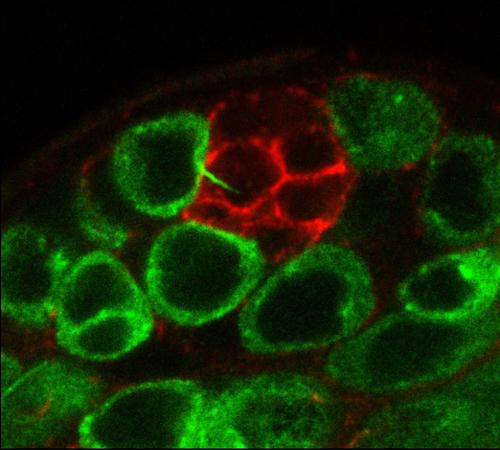 Germ Cell Biology 