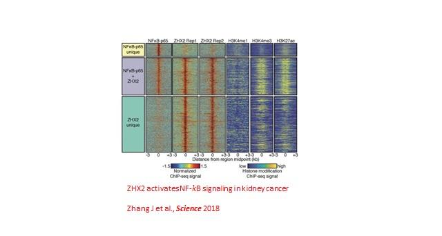 Zhang (Qing) Lab UT Southwestern, Dallas, Texas