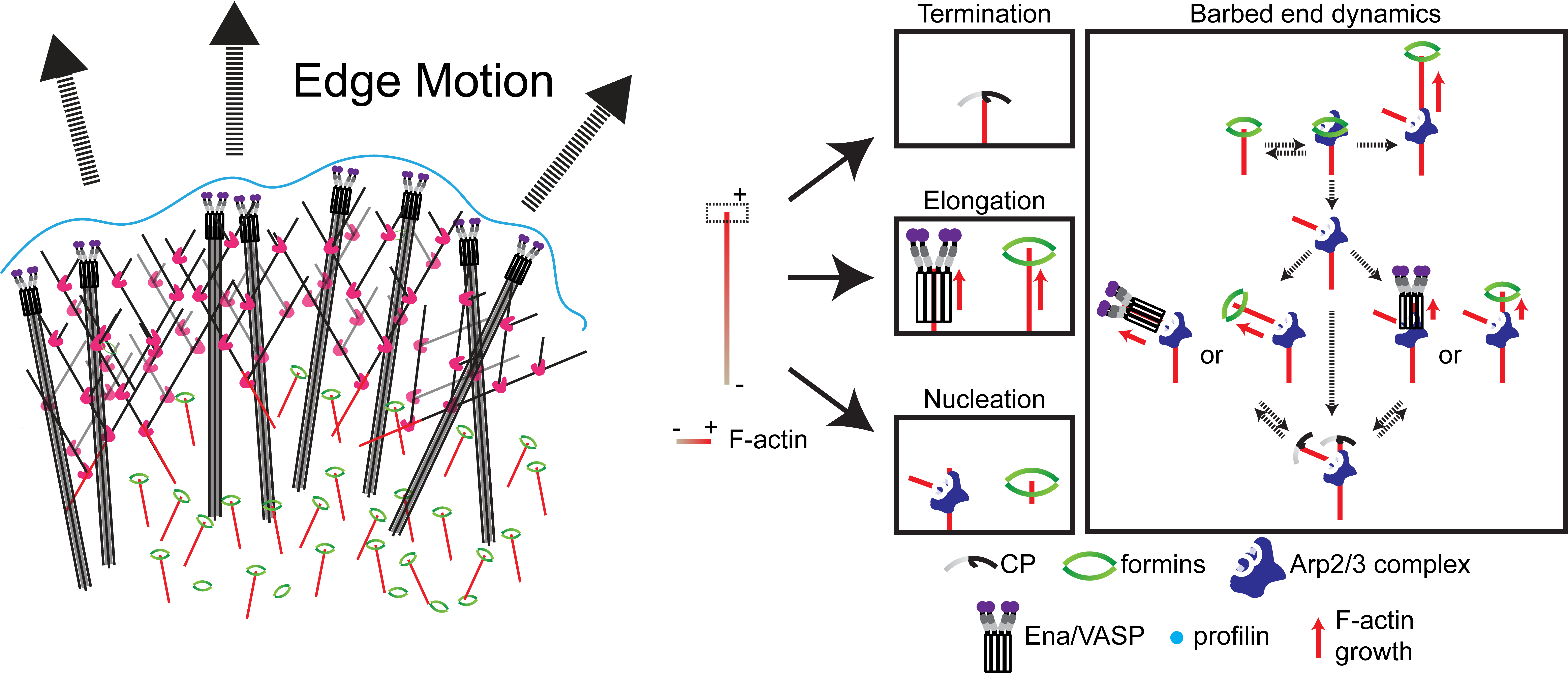 Functional Causality in The Lamellipodial Actin Machinery