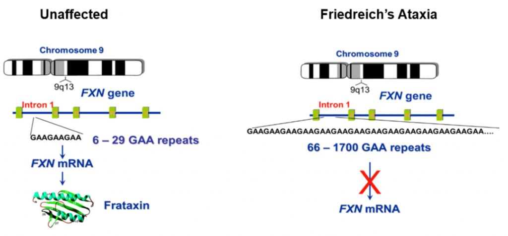FRDA model systems