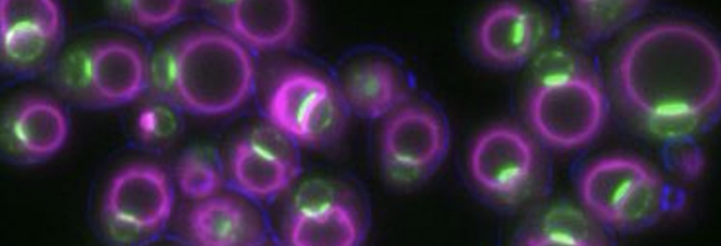 Henne Spatial research