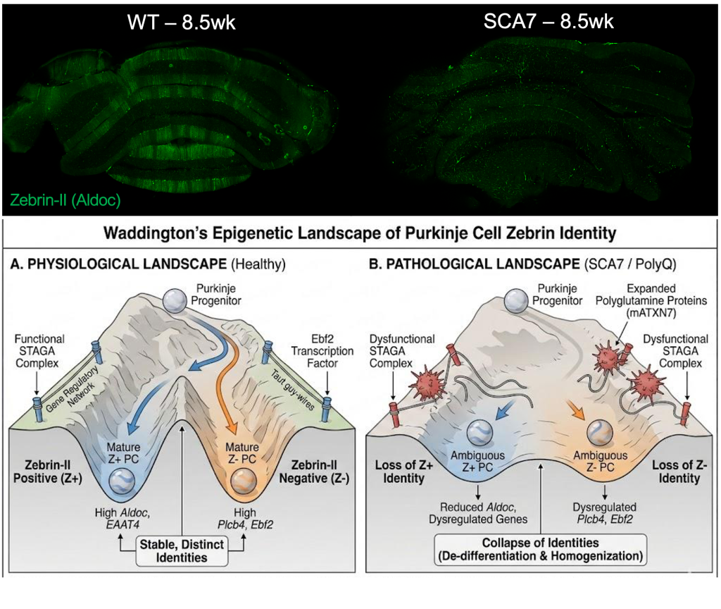 Loss of striped zebrin-II gene expression in the SCA7 cerebellum. 