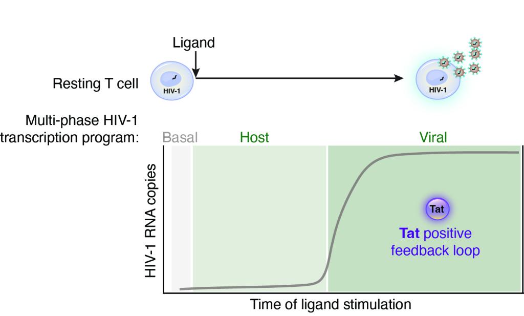 Transcription regulation during HIV-1 latency and reactivation