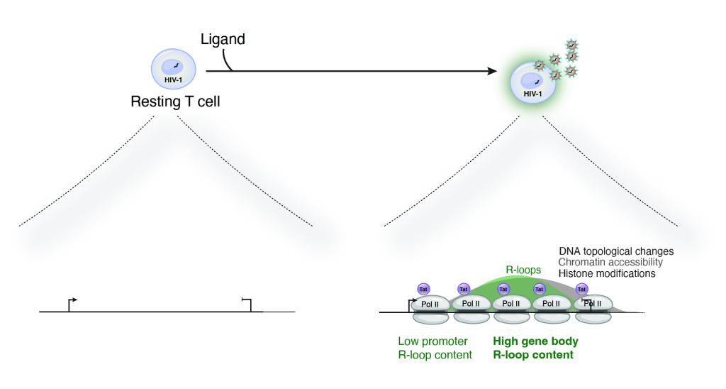 Formation of R-loops diagram