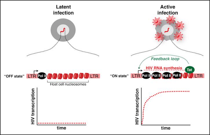 HIV gene regulation and latency diagram