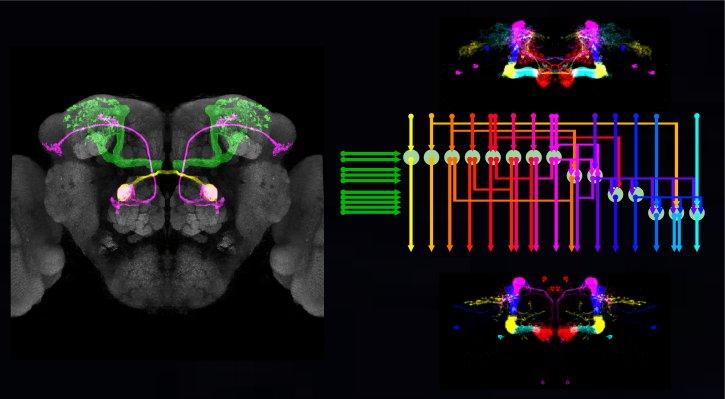 Drosophila as a primary model