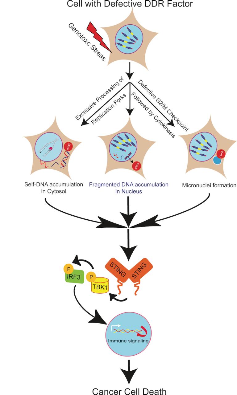 DNA Repair Factors and Immunotherapy | Aroumougame Lab | UT ...