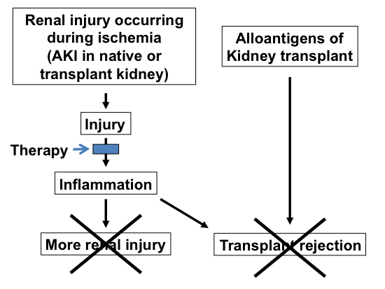 Sequence of events in acute kidney injury