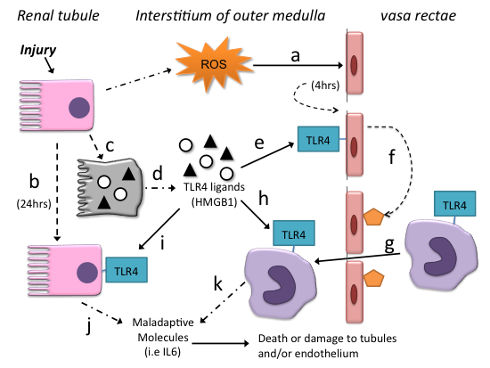 Biochemical cascade diagram