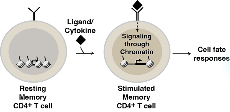 Lab Project 1 - Cell fate technical diagram