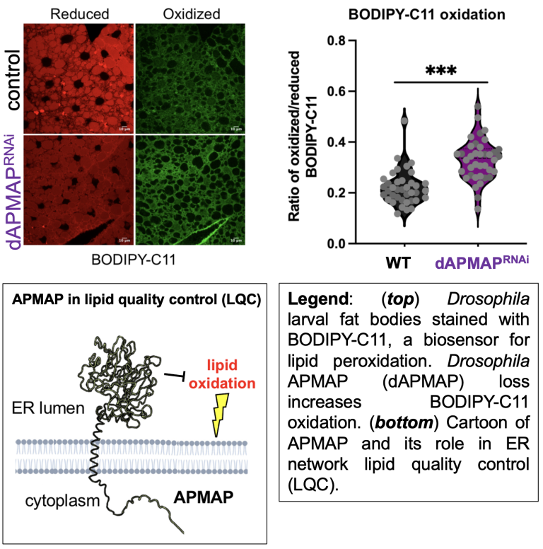 Yeast cell undergoing lipotoxic cell death.