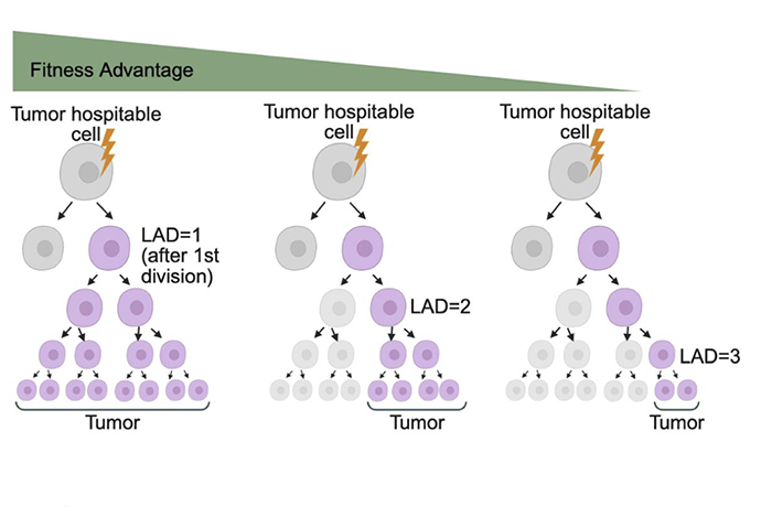Fitness Advantage flow chart