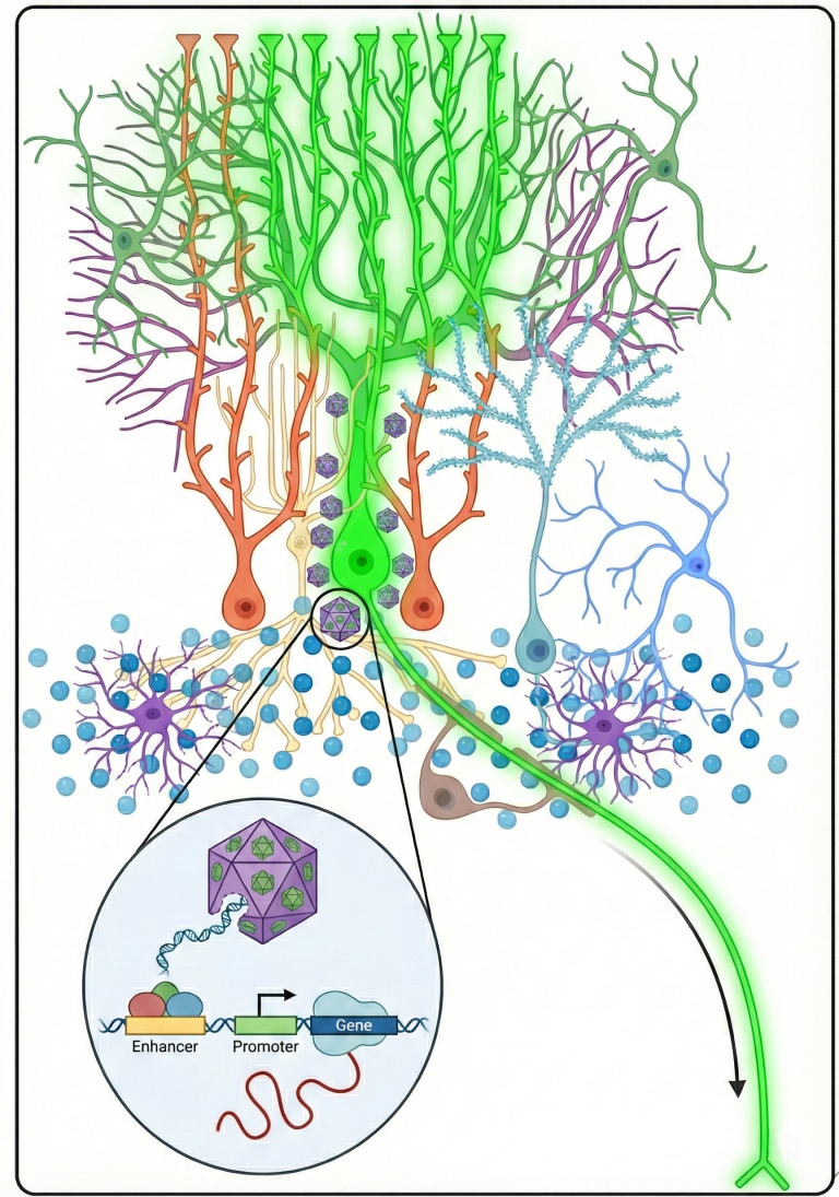 Zoomed-in view of Purkinje AAV.