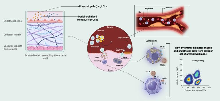 Scientific diagram of an ex vivo arterial wall model illustrating mechanisms of atherosclerosis. On the left, a layered model shows endothelial cells, collagen matrix, and vascular smooth muscle cells exposed to plasma lipids and peripheral blood mononuclear cells. In the center, a cross‑section of the vessel lumen shows LDL entering the intima, monocyte recruitment, macrophage uptake of oxidized LDL, and formation of foam cells beneath the endothelium. At the top right, a simplified blood vessel image shows macrophages and monocytes within a lipid‑rich plaque. On the right, schematics show macrophages containing lipid droplets with labeled receptors and a flow cytometry plot labeled analysis of macrophages and endothelial cells from the arterial wall model.