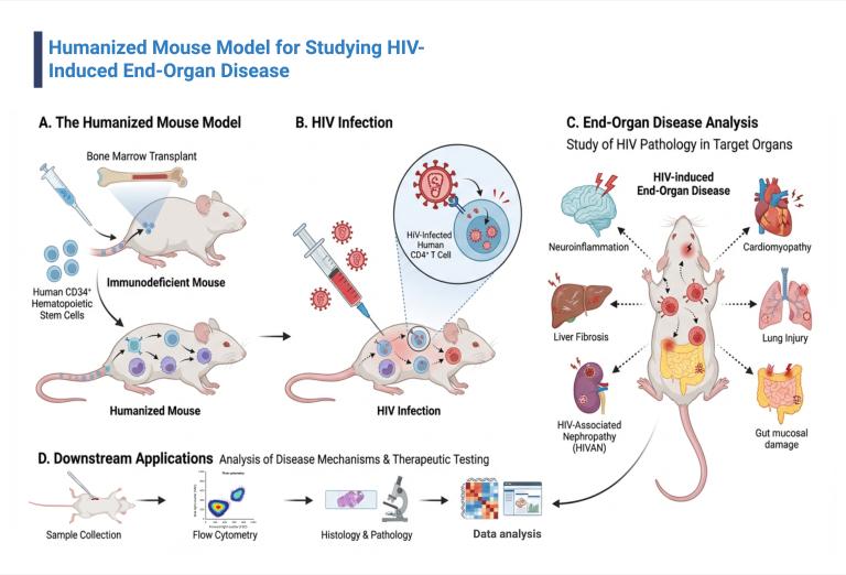 Infographic titled ‘Humanized Mouse Model for Studying HIV‑Induced End‑Organ Disease’ showing four sections. 