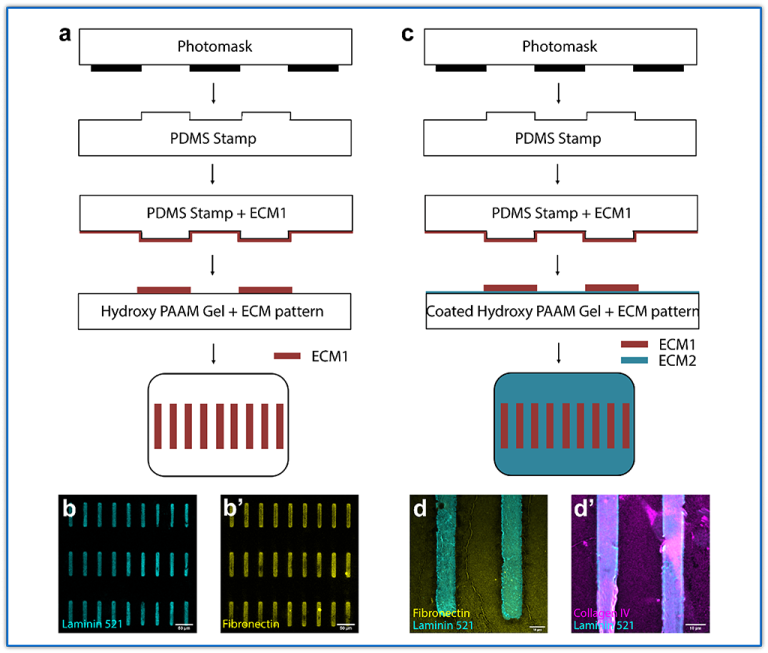 Two microcontact printing workflows for ECM patterning on hydrogels. A photomask-defined PDMS stamp transfers ECM1 onto hydroxy‑PAAm; a variant adds a uniform ECM2 coating. Fluorescence images validate patterned laminin, fibronectin, and collagen IV features.