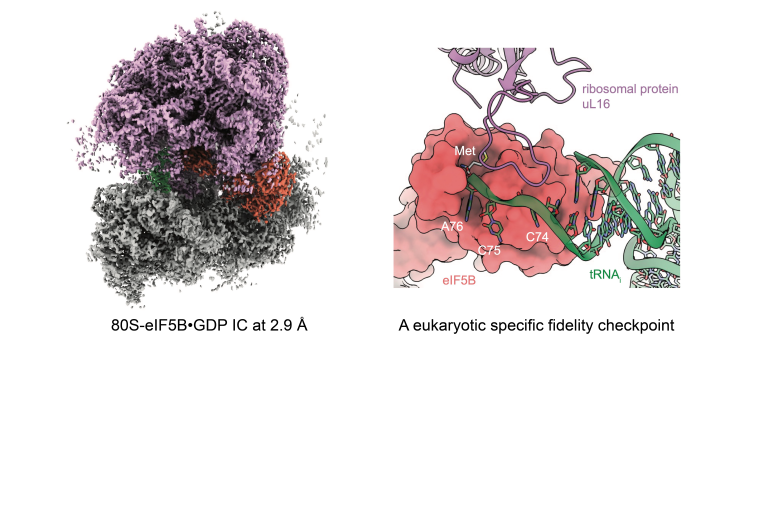 Structure of an 80S-eIF5B•GDP complex