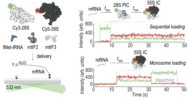 smFRET Reveals Two Parallel Initiation Pathways for Human Mitochondrial Leaderless mRNA Translation