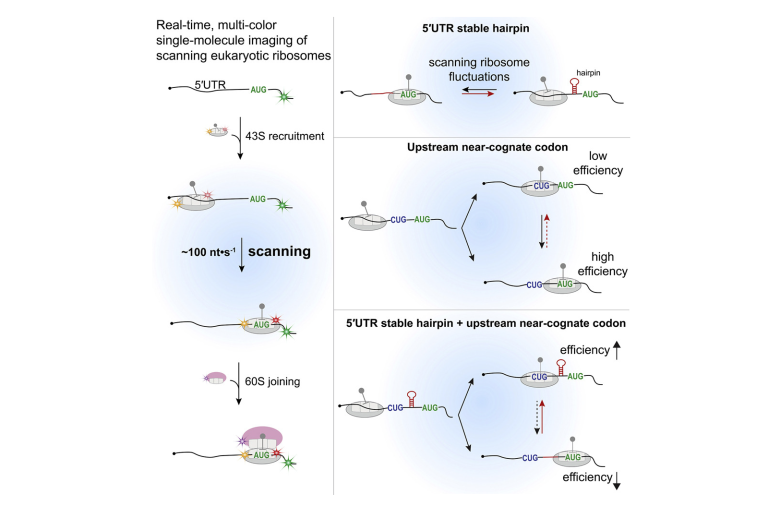 Dynamics of eukaryotic translation initiation