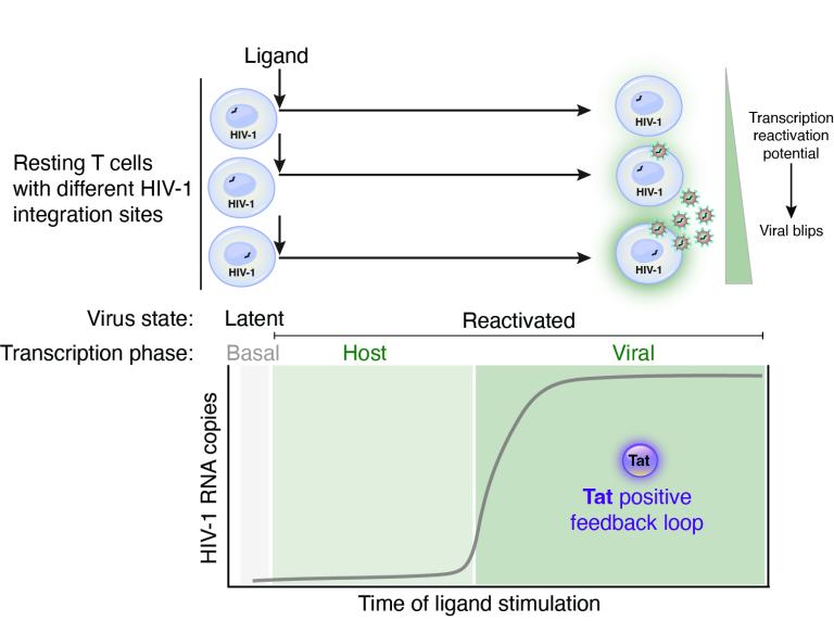 Resting T cells with different HIV-1 integration sites diagram