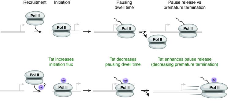 Interplay between initiation, pausing dwell time and premature termination for productive transcription diagram