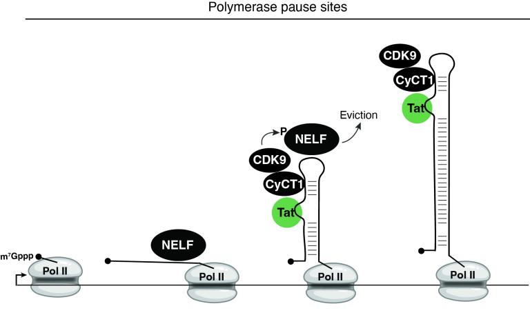 Polymerase pause sites diagram