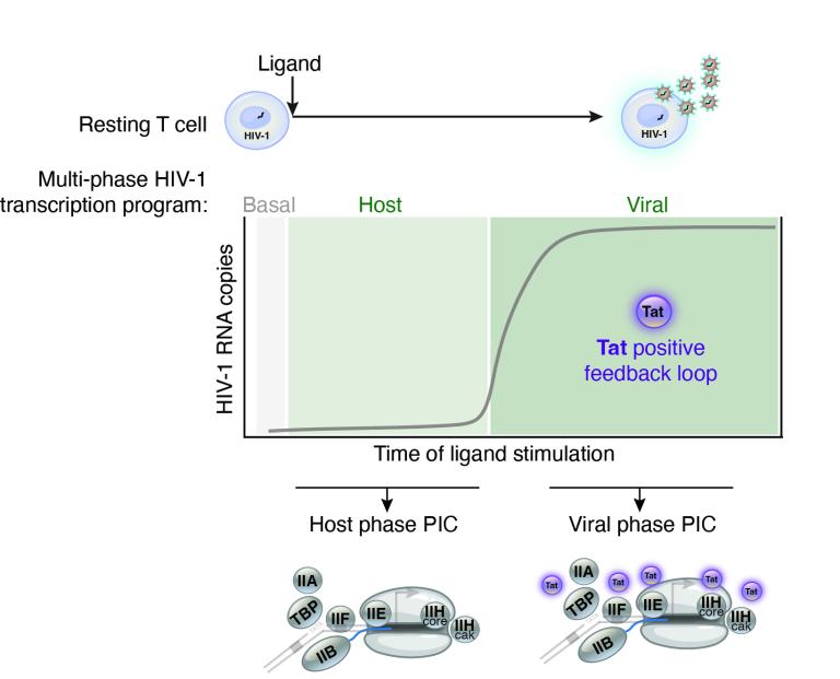 Multi-phase HIV-1 transcription program diagram