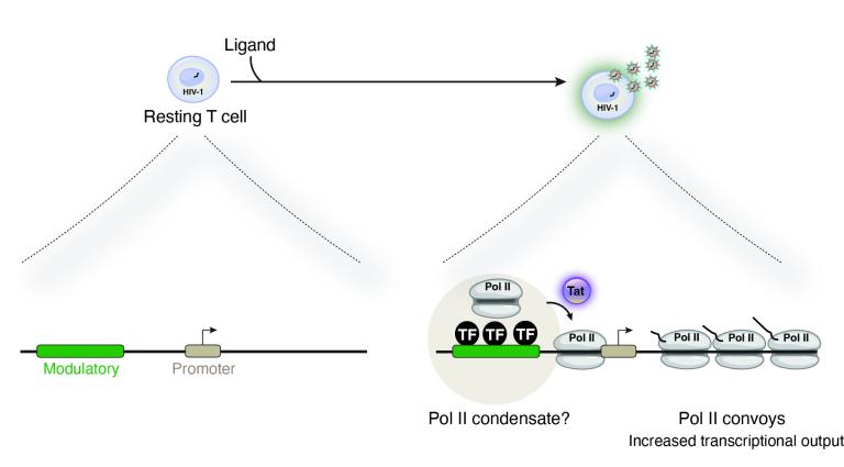 Enhancers facilitating HIV-1 transcription reactivation diagram
