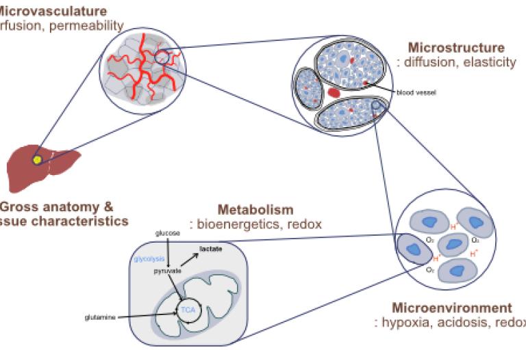 Metabolic imaging using MR