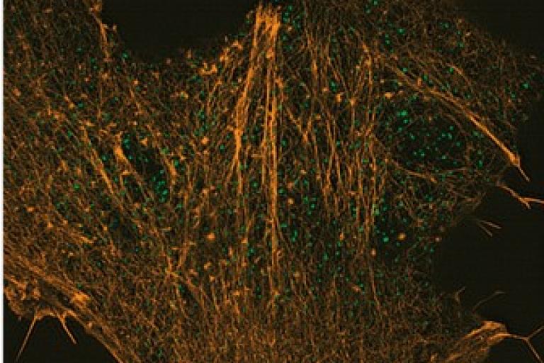 Liou lab news image