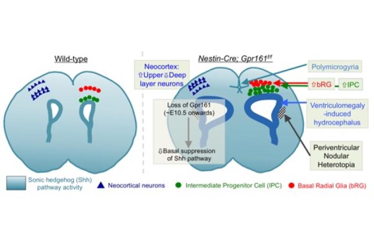 Derepression of Shh signaling upon Gpr161 deletion