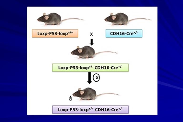 ESC Mouse Model Production Using Cre-LoxP System