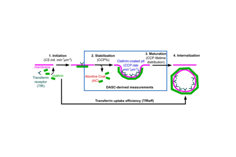clathrin-mediated endocytosis stages