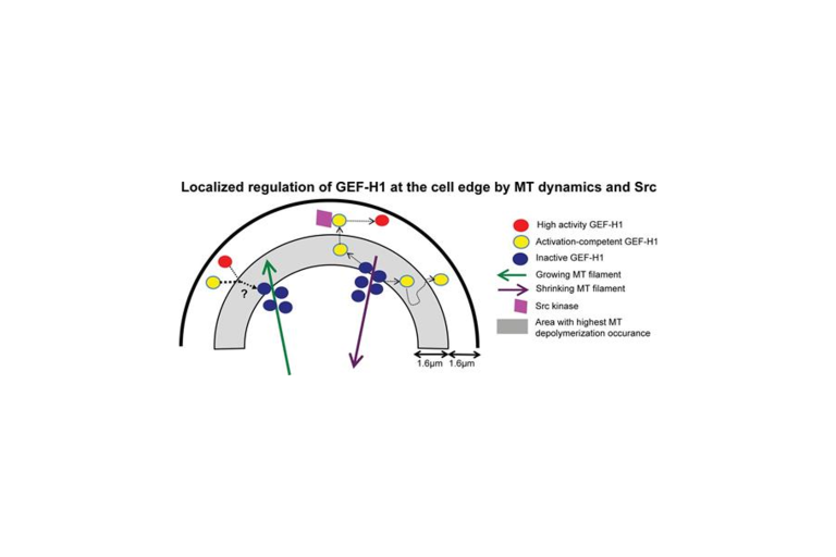 Microtubule dynamics at cell edge