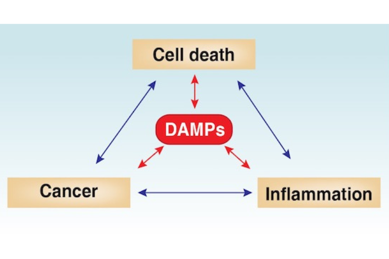 Diagram of DAMP cycle