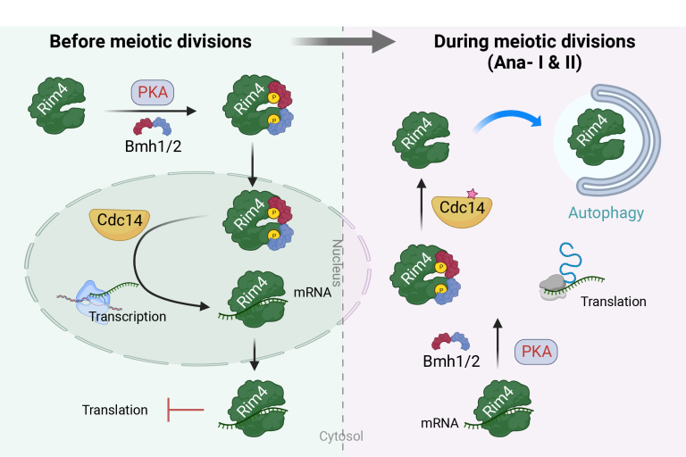 Regulation of Rim4 Distribution, Function, and Stability during Meiosis by PKA, Cdc14, and 14-3-3 Proteins