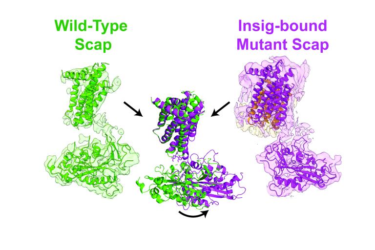 Cryo-EM structures of Scap in two conformations
