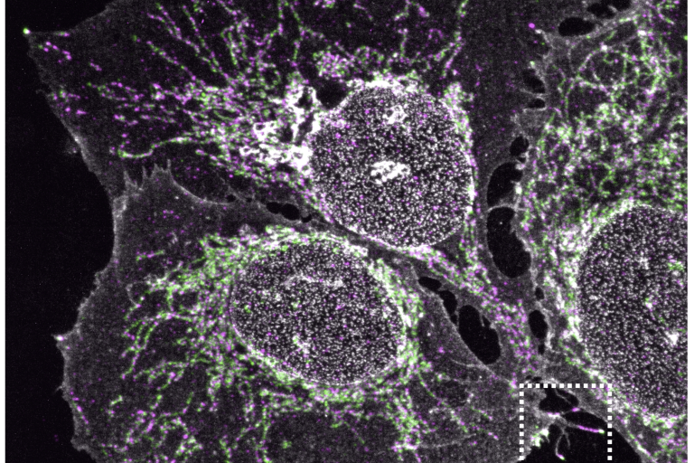 Specialized mitochondria reside within filopodia