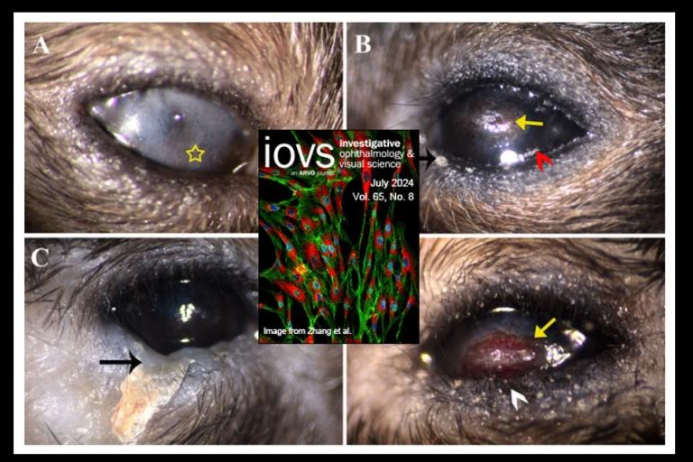 Progressive destruction of the cornea and eyelid of Soat1KO mice with age