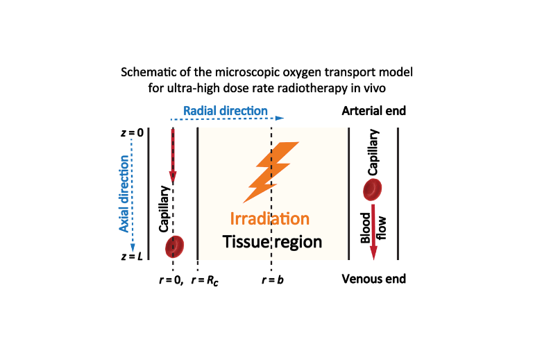 A microscopic oxygen transport model for ultra-high dose rate radiotherapy in vivo: the impact of physiological conditions on FLASH effect