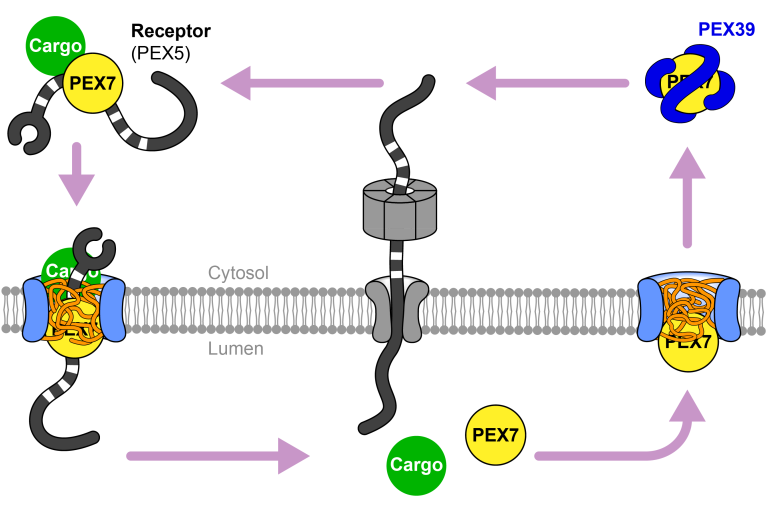 Model of protein import into peroxisomes