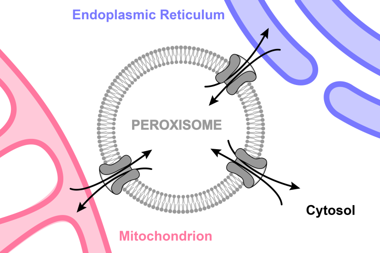 Metabolite transfer between peroxisomes and other organelles