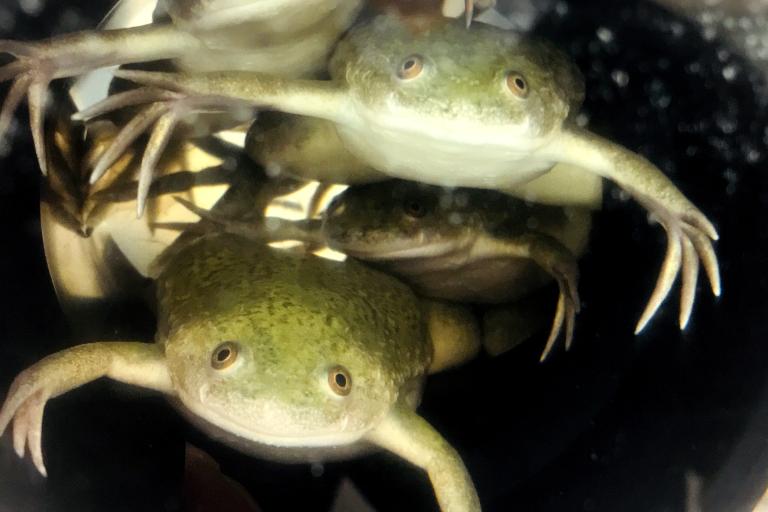 Xenopus laevis frogs