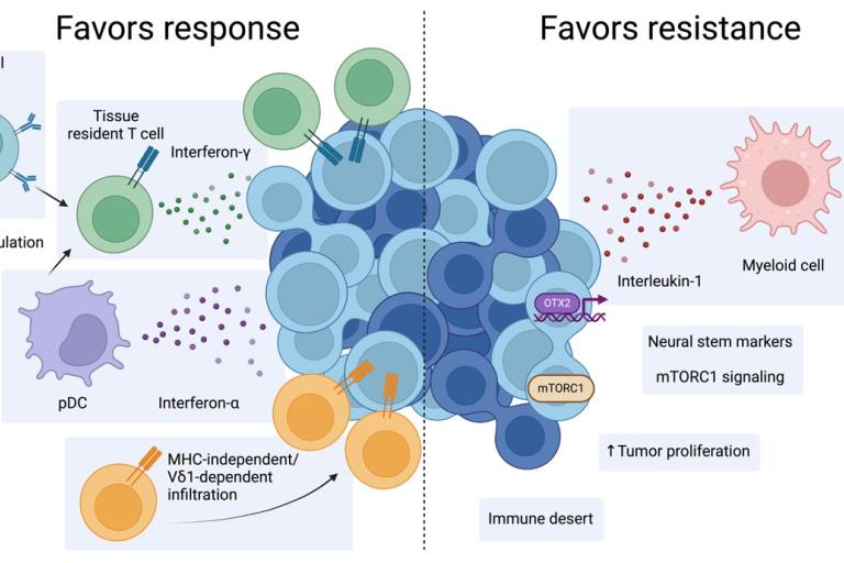 Graphical model of immune checkpoint response in Merkel cell carcinoma. Courtesy of Zachary Reinstein.