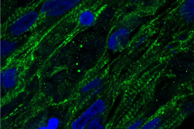 Colorful stained cells as seen under a microscope.