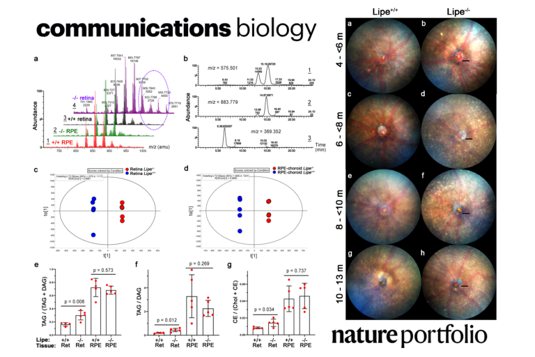 Forward genetic screening using fundus spot scale